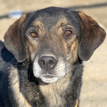 ATARI, Hund, Mischlingshund in Griechenland - Bild 1