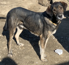ATARI, Hund, Mischlingshund in Griechenland - Bild 2