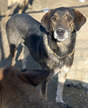 ATARI, Hund, Mischlingshund in Griechenland - Bild 5