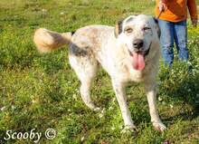 SCOOBY, Hund, Mischlingshund in Griechenland - Bild 5
