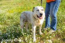 SCOOBY, Hund, Mischlingshund in Griechenland - Bild 6