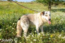 SCOOBY, Hund, Mischlingshund in Griechenland - Bild 7