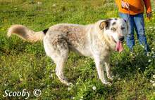 SCOOBY, Hund, Mischlingshund in Griechenland - Bild 8