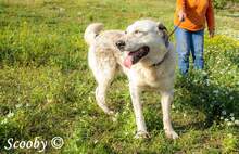 SCOOBY, Hund, Mischlingshund in Griechenland - Bild 9