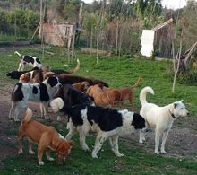 PIGGY, Hund, Mischlingshund in Griechenland - Bild 17
