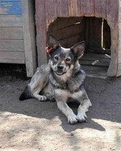 JONI, Hund, Mischlingshund in Bulgarien - Bild 11