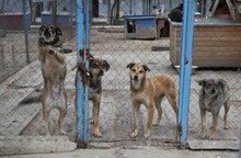 JONI, Hund, Mischlingshund in Bulgarien - Bild 12