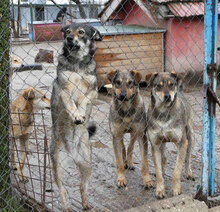 JONI, Hund, Mischlingshund in Bulgarien - Bild 14
