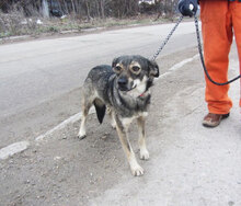 JONI, Hund, Mischlingshund in Bulgarien - Bild 2