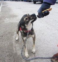 JONI, Hund, Mischlingshund in Bulgarien - Bild 3