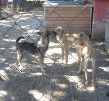 JONI, Hund, Mischlingshund in Bulgarien - Bild 4