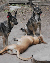 JONI, Hund, Mischlingshund in Bulgarien - Bild 5