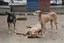 JONI, Hund, Mischlingshund in Bulgarien - Bild 6