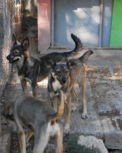 JONI, Hund, Mischlingshund in Bulgarien - Bild 7