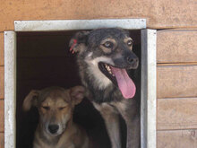 JONI, Hund, Mischlingshund in Bulgarien - Bild 8
