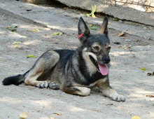 JONI, Hund, Mischlingshund in Bulgarien - Bild 9