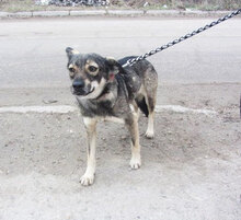 JONI, Hund, Mischlingshund in Wismar - Bild 1