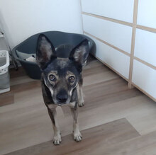 JONI, Hund, Mischlingshund in Wismar - Bild 19