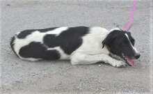 JUNO, Hund, Mischlingshund in Bulgarien - Bild 11