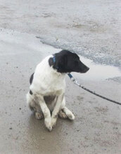 JUNO, Hund, Mischlingshund in Bulgarien - Bild 4