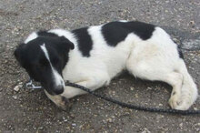 JUNO, Hund, Mischlingshund in Bulgarien - Bild 5