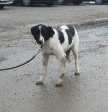 JUNO, Hund, Mischlingshund in Bulgarien - Bild 6