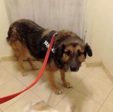 CÄSAR, Hund, Mischlingshund in Griechenland - Bild 4