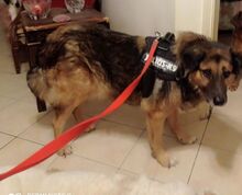CÄSAR, Hund, Mischlingshund in Griechenland - Bild 7