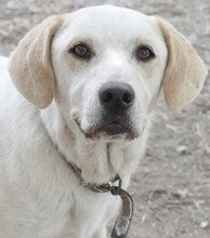 PEPITO, Hund, Mischlingshund in Griechenland - Bild 1