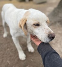 PEPITO, Hund, Mischlingshund in Griechenland - Bild 11
