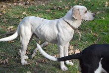 PEPITO, Hund, Mischlingshund in Griechenland - Bild 13