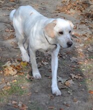 PEPITO, Hund, Mischlingshund in Griechenland - Bild 18