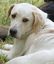 PEPITO, Hund, Mischlingshund in Griechenland - Bild 2