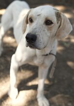 PEPITO, Hund, Mischlingshund in Griechenland - Bild 24