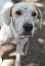 PEPITO, Hund, Mischlingshund in Griechenland - Bild 25