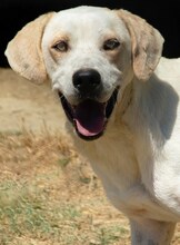 PEPITO, Hund, Mischlingshund in Griechenland - Bild 27