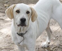 PEPITO, Hund, Mischlingshund in Griechenland - Bild 3