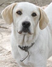 PEPITO, Hund, Mischlingshund in Griechenland - Bild 4