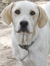PEPITO, Hund, Mischlingshund in Griechenland - Bild 6