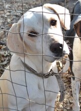 PEPITO, Hund, Mischlingshund in Griechenland - Bild 7