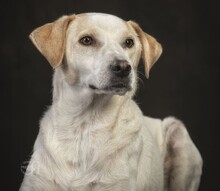 PEPPY, Hund, Mischlingshund in Altenkirchen - Bild 29