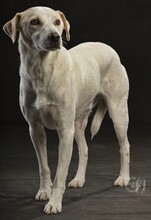 PEPPY, Hund, Mischlingshund in Altenkirchen - Bild 30