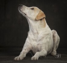 PEPPY, Hund, Mischlingshund in Altenkirchen - Bild 33