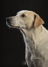 PEPPY, Hund, Mischlingshund in Altenkirchen - Bild 35