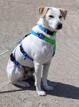 PEPPY, Hund, Mischlingshund in Altenkirchen - Bild 45