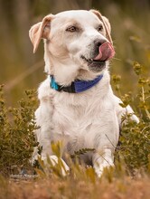 PEPPY, Hund, Mischlingshund in Altenkirchen - Bild 52