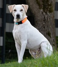 PEPPY, Hund, Mischlingshund in Altenkirchen - Bild 64