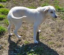 PEPPY, Hund, Mischlingshund in Altenkirchen - Bild 74