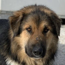 BRUTUS, Hund, Mischlingshund in Griechenland - Bild 1