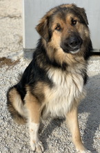 BRUTUS, Hund, Mischlingshund in Griechenland - Bild 2